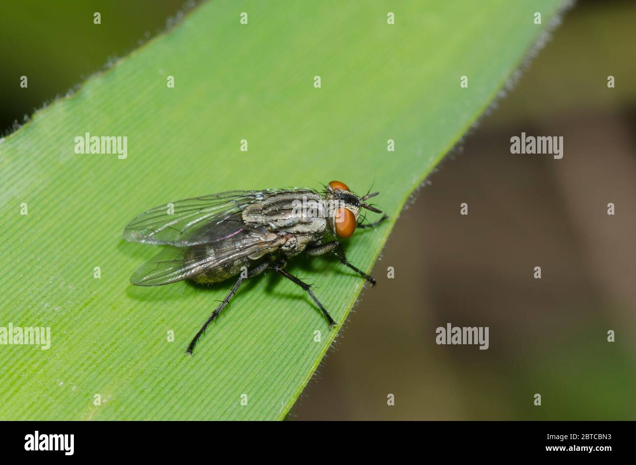 Flesh Fly, Family Sarcophagidae Stock Photo - Alamy