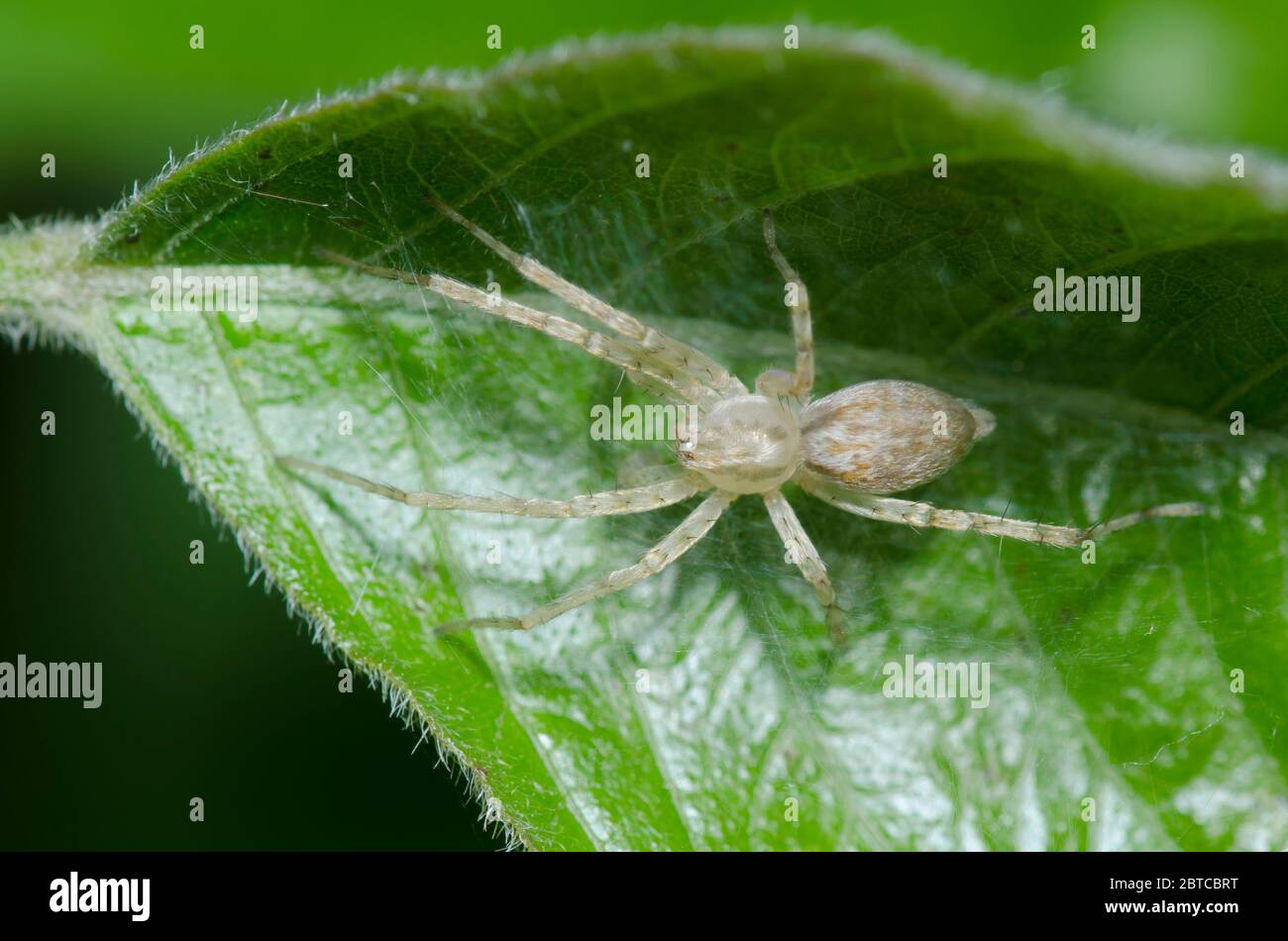 Ghost Spider, Family Anyphaenidae Stock Photo Alamy