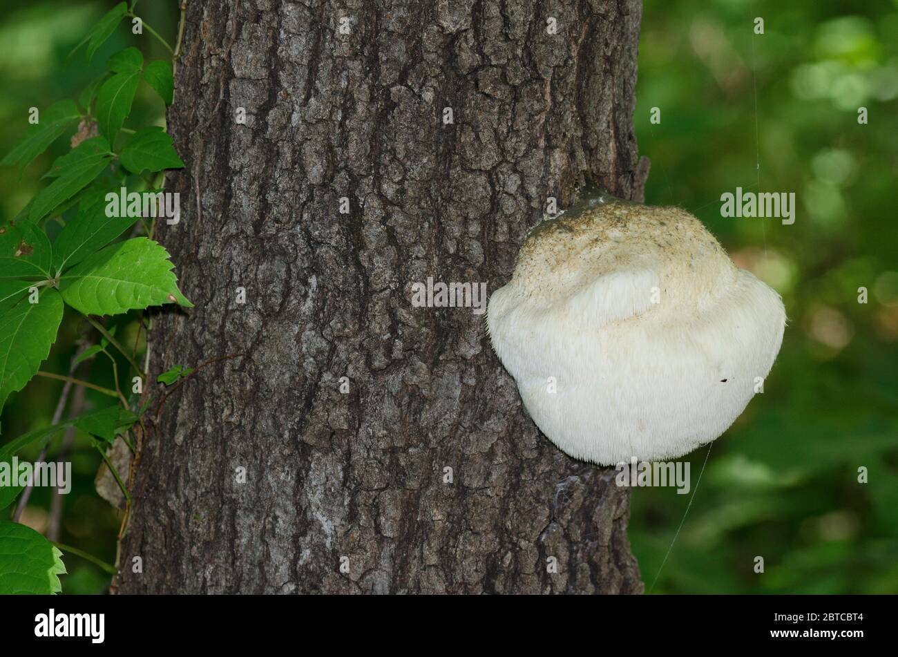 Lion's Mane Mushroom, Hericium erinaceus, growing on Post Oak, Quercus stellata Stock Photo