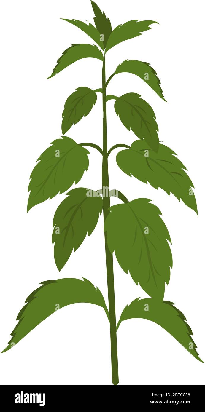 Nettle plant , illustration, vector on white background Stock Vector