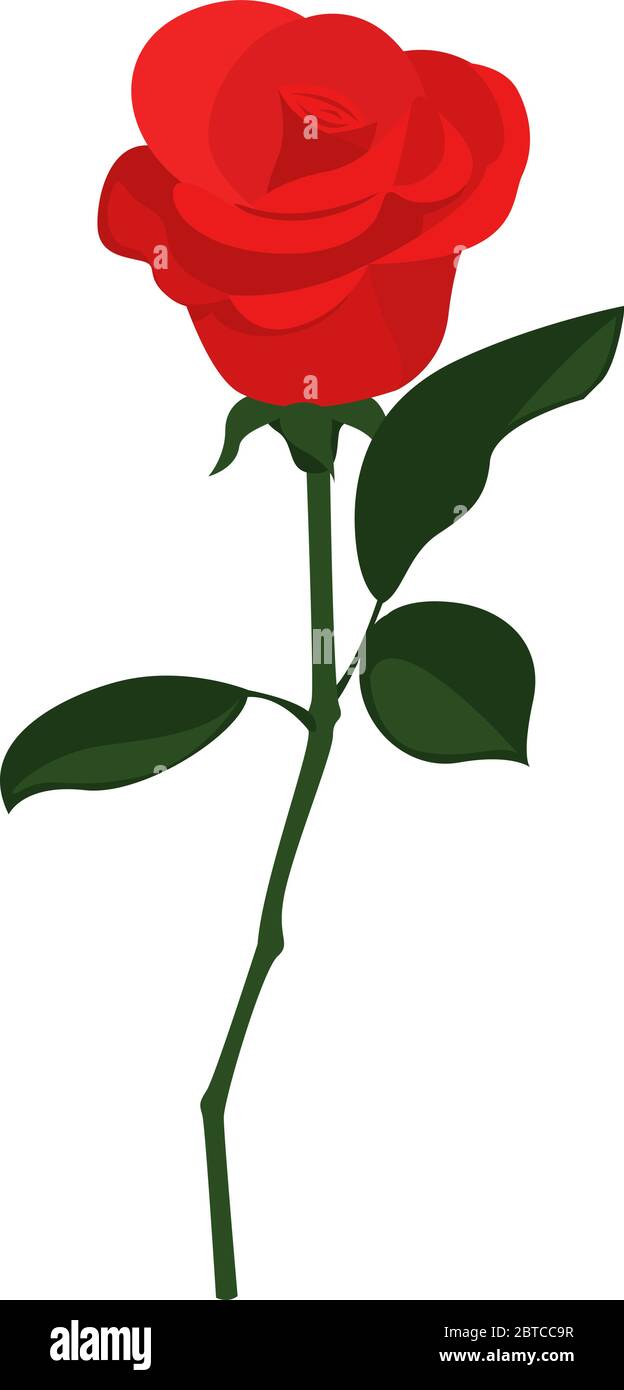 Red rose illustration Stock Vector Images - Alamy