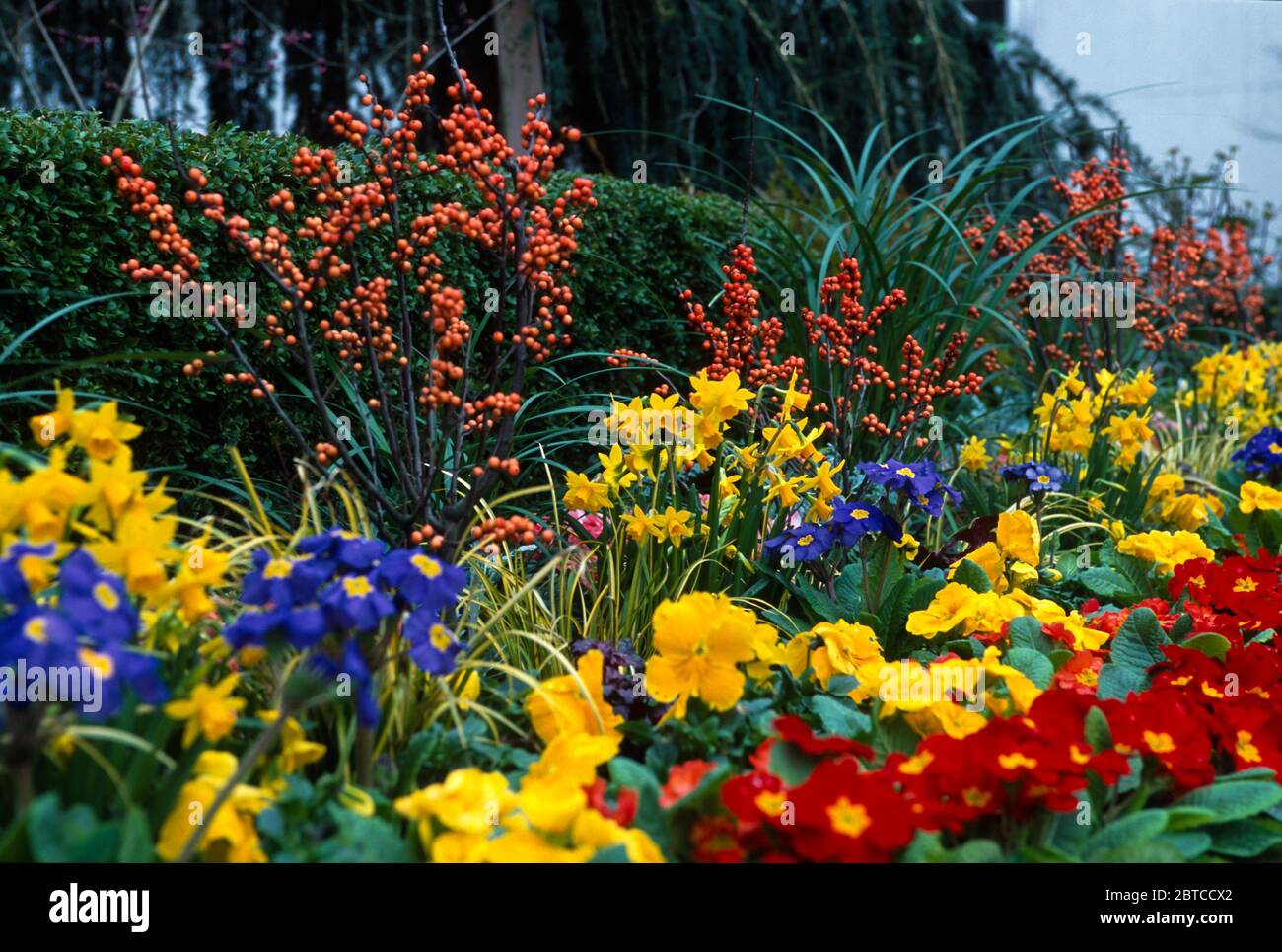 Spring border with Primroses and Daffodils Stock Photo