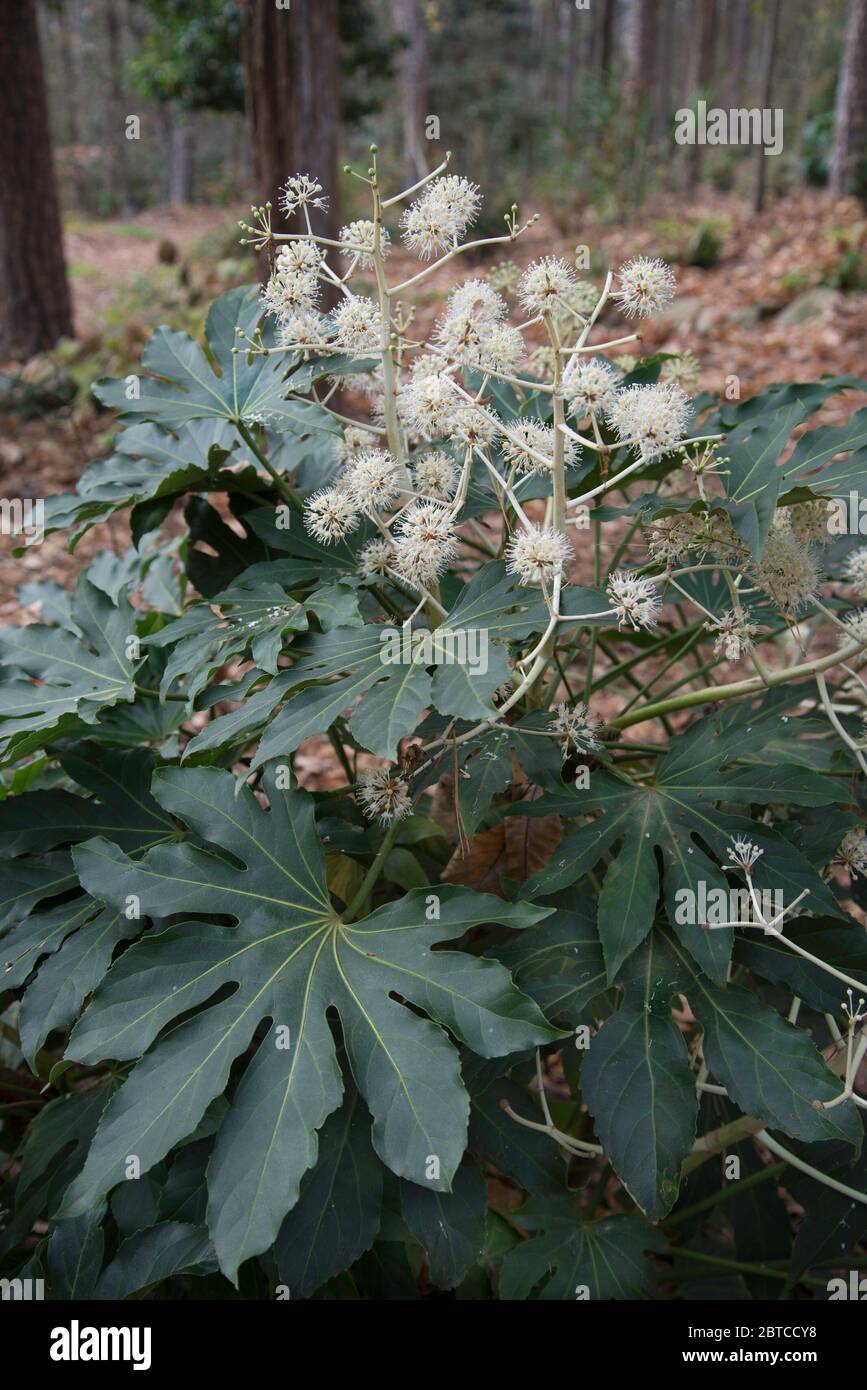 Fatsia japonica, in bloom, Stock Photo