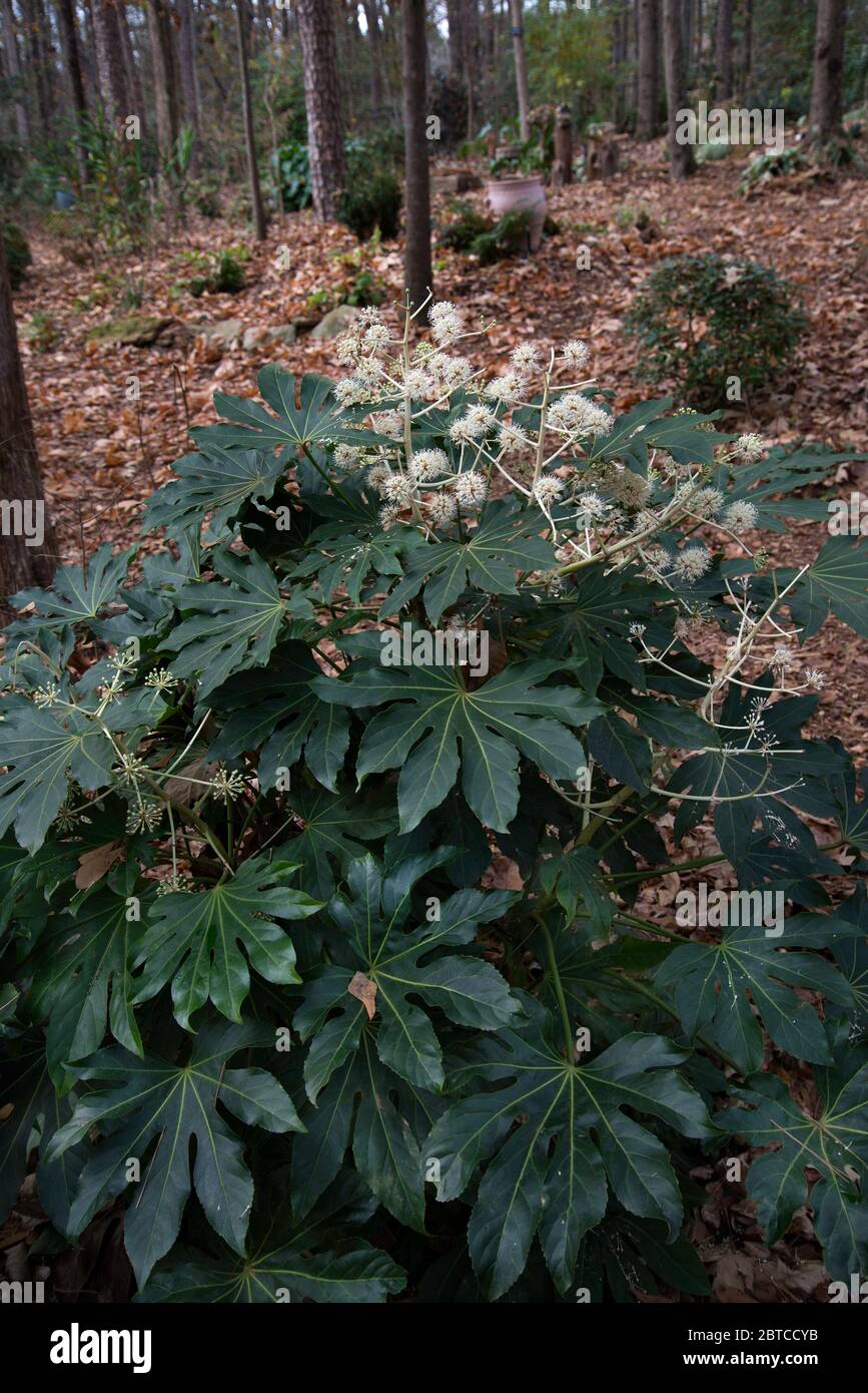Fatsia japonica, in bloom, Stock Photo