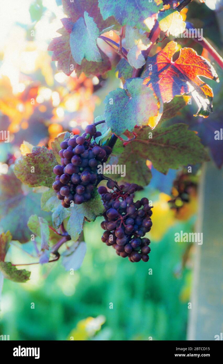 Cluster of grapes hanging from trellis, Stock Photo