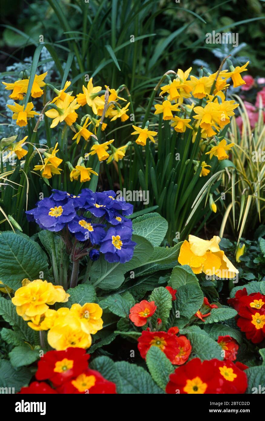 Primrose with Daffodils Stock Photo