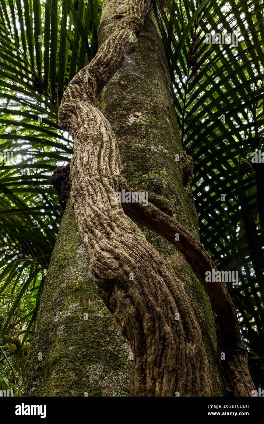 Northern Rata Metrosideros robusta, growing around a larger tree trunk, Hakarimata Range, New Zealand, November 2019 Stock Photo