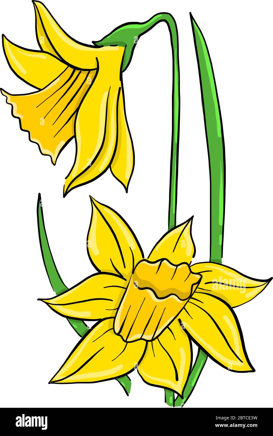 Yellow daffodil , illustration, vector on white background Stock Vector Image & Art Alamy
