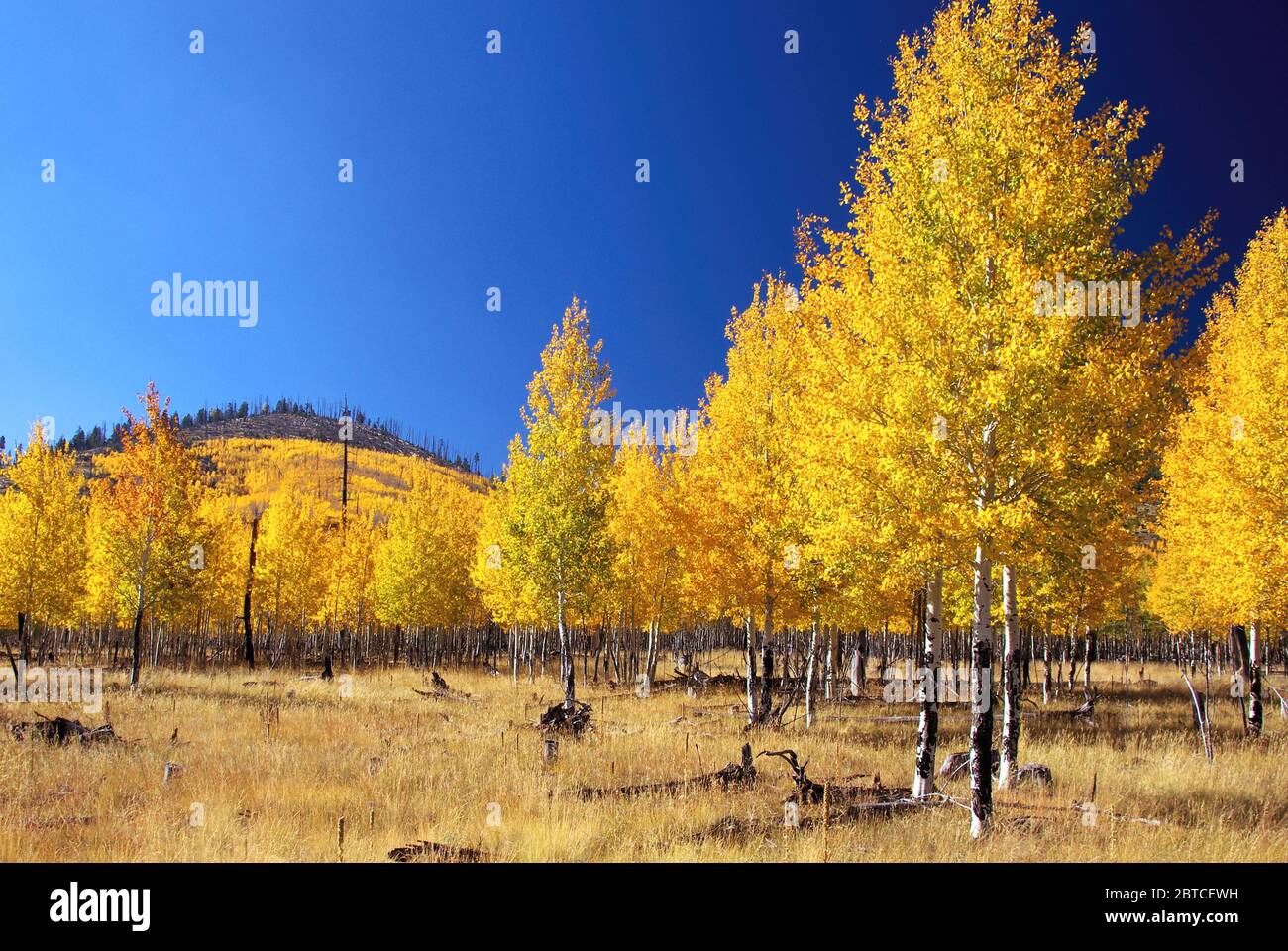 Fall color on quaking aspens, Hochderffer Hills, Coconino National Forest, Arizona Stock Photo