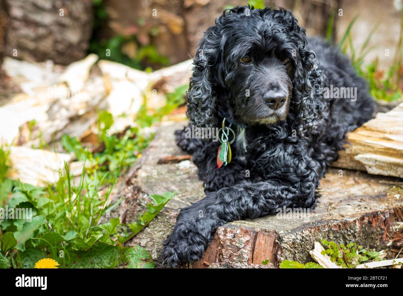Cocker Spaniel with curly black fur lies down calmly in wooded natural  outdoor setting Stock Photo - Alamy
