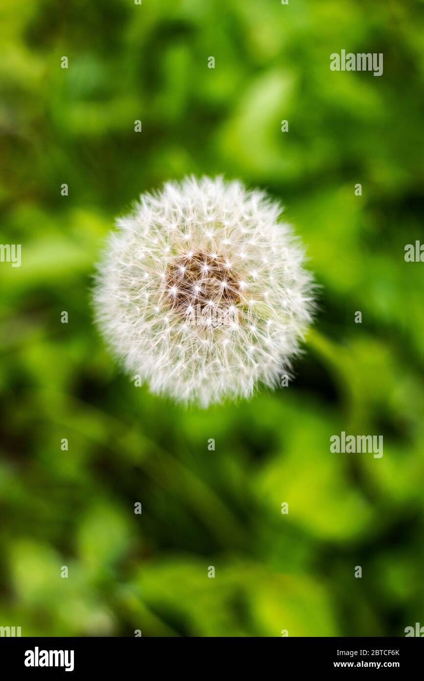 Selective focus closeup view of dandelion seedhead Stock Photo