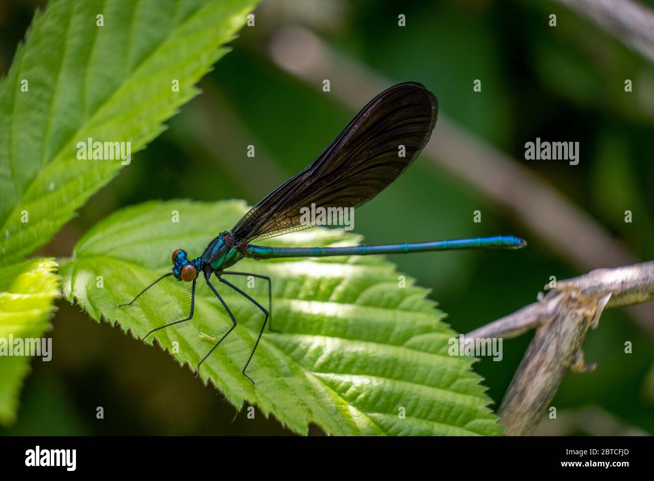 Ebony Jewelwing, Raleigh, North Carolina. The males have a metallic green or teal body, and they also have red eyes when freshly emerged. Stock Photo