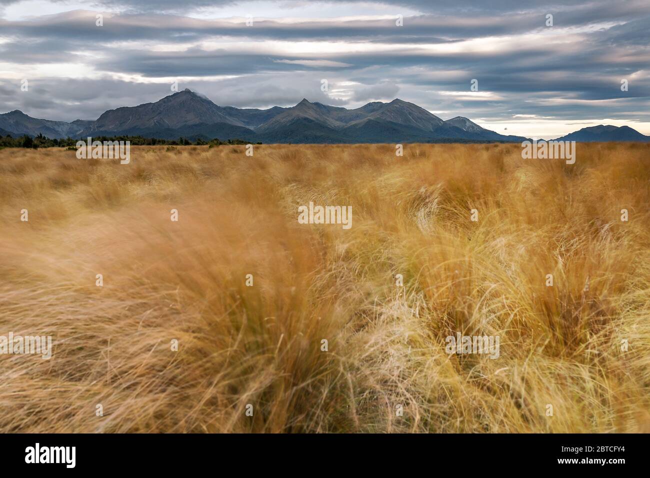 Tussock plains and Takitimu Mountains, New Zealand, March 2020 Stock Photo