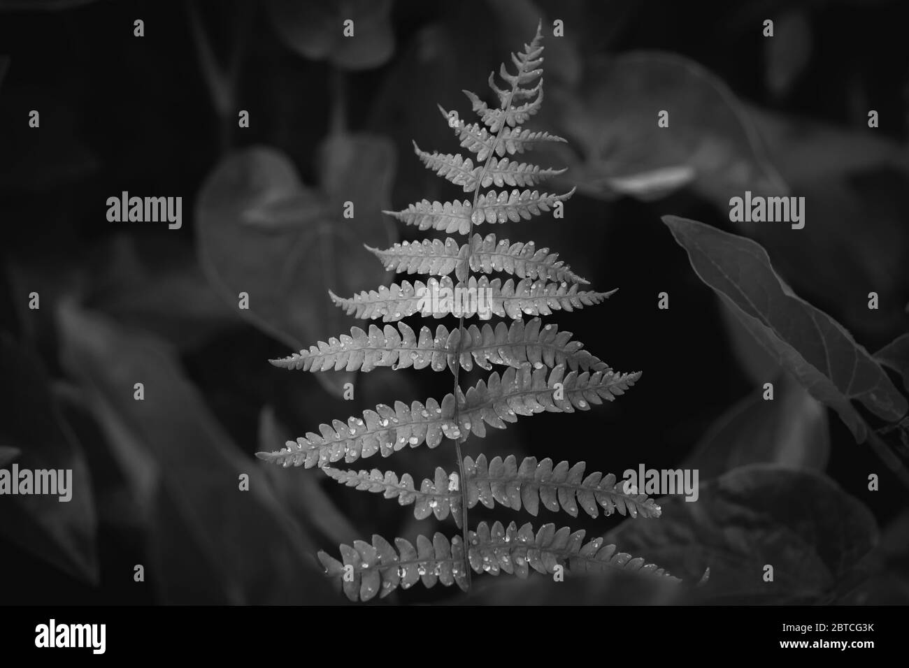 Black and White of a Marsh Fern with droplots of a recent rain on the foilage. Raleigh, North Carolina. Stock Photo