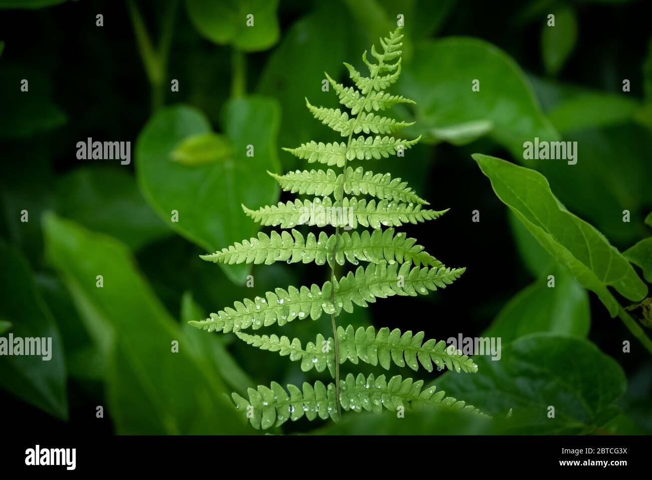 A Marsh Fern with droplots of a recent rain on the foilage. Raleigh, North Carolina. Stock Photo