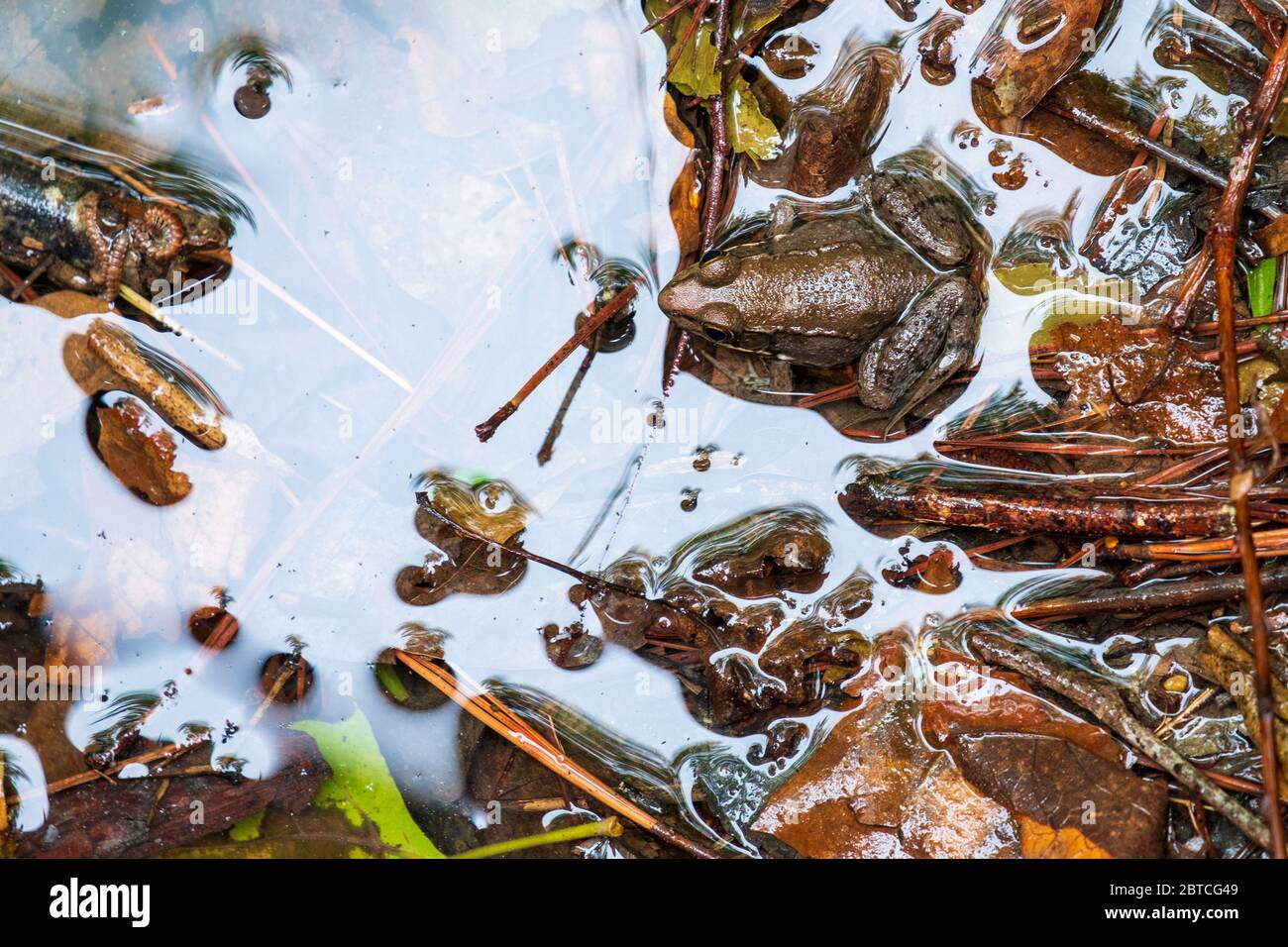 Top view of a green frog in the edge of a stream. Arrangement of bits and pieces of debris could make a good puzzle. Stock Photo