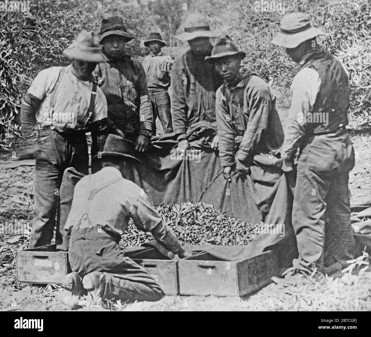 Japanese workers on a fruit farm, California ca. 1910-1915 Stock Photo