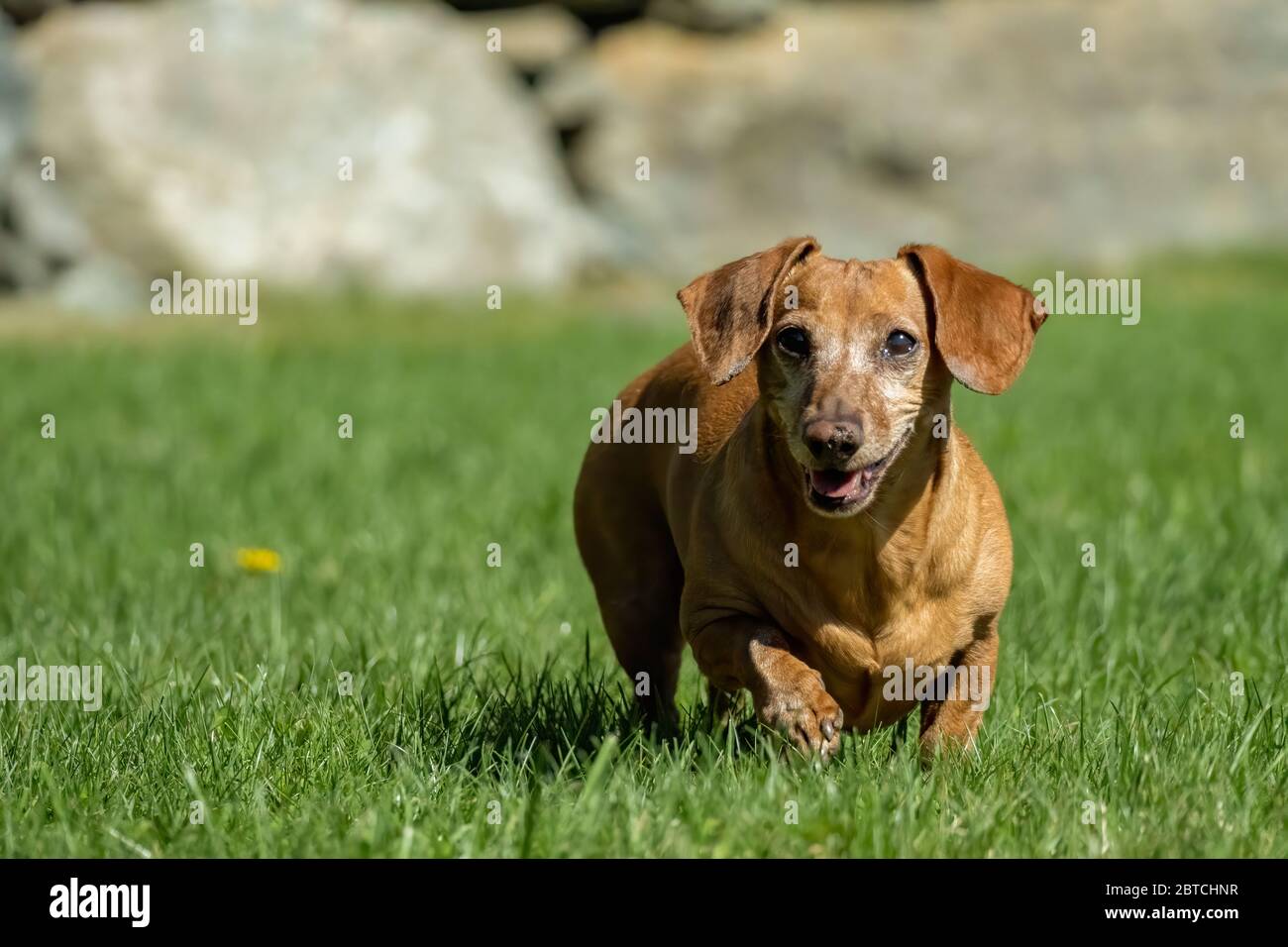 Photos of a small dog outside, running and stationary Stock Photo