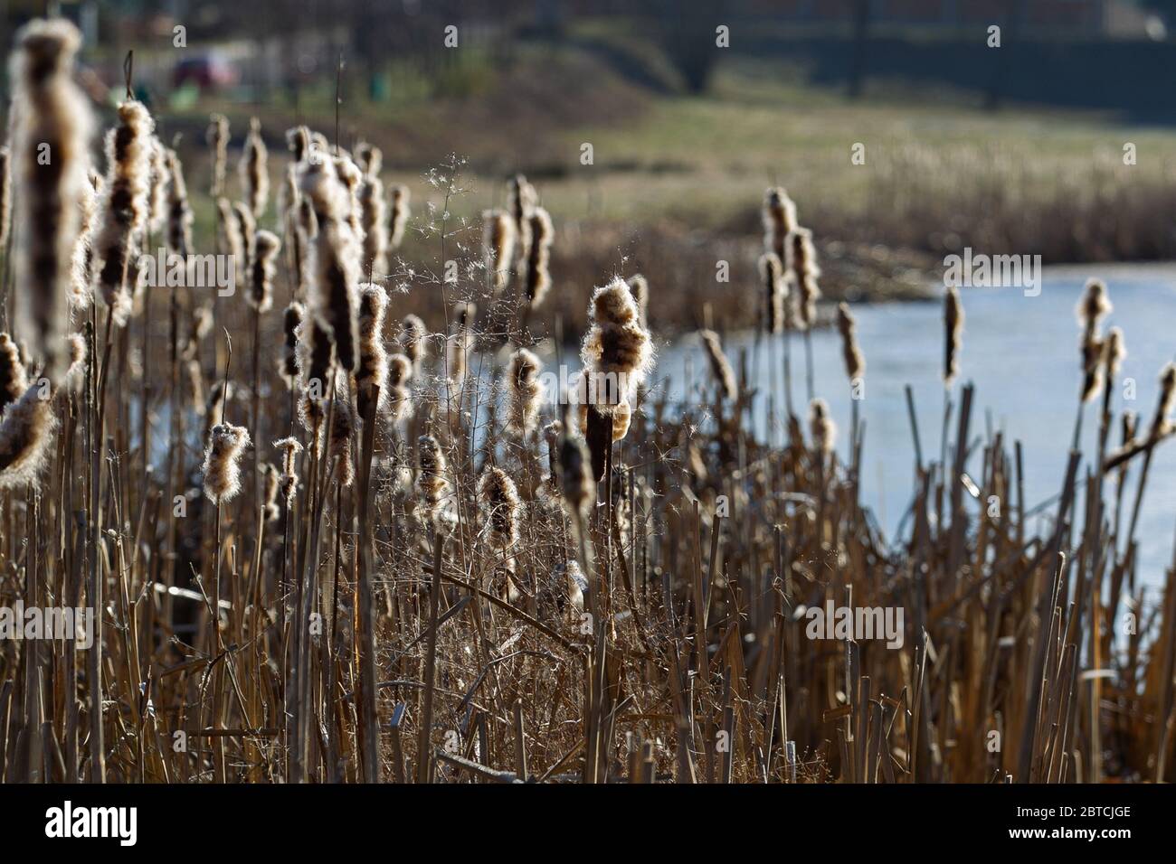 winter landscape with reeds and city views Stock Photo