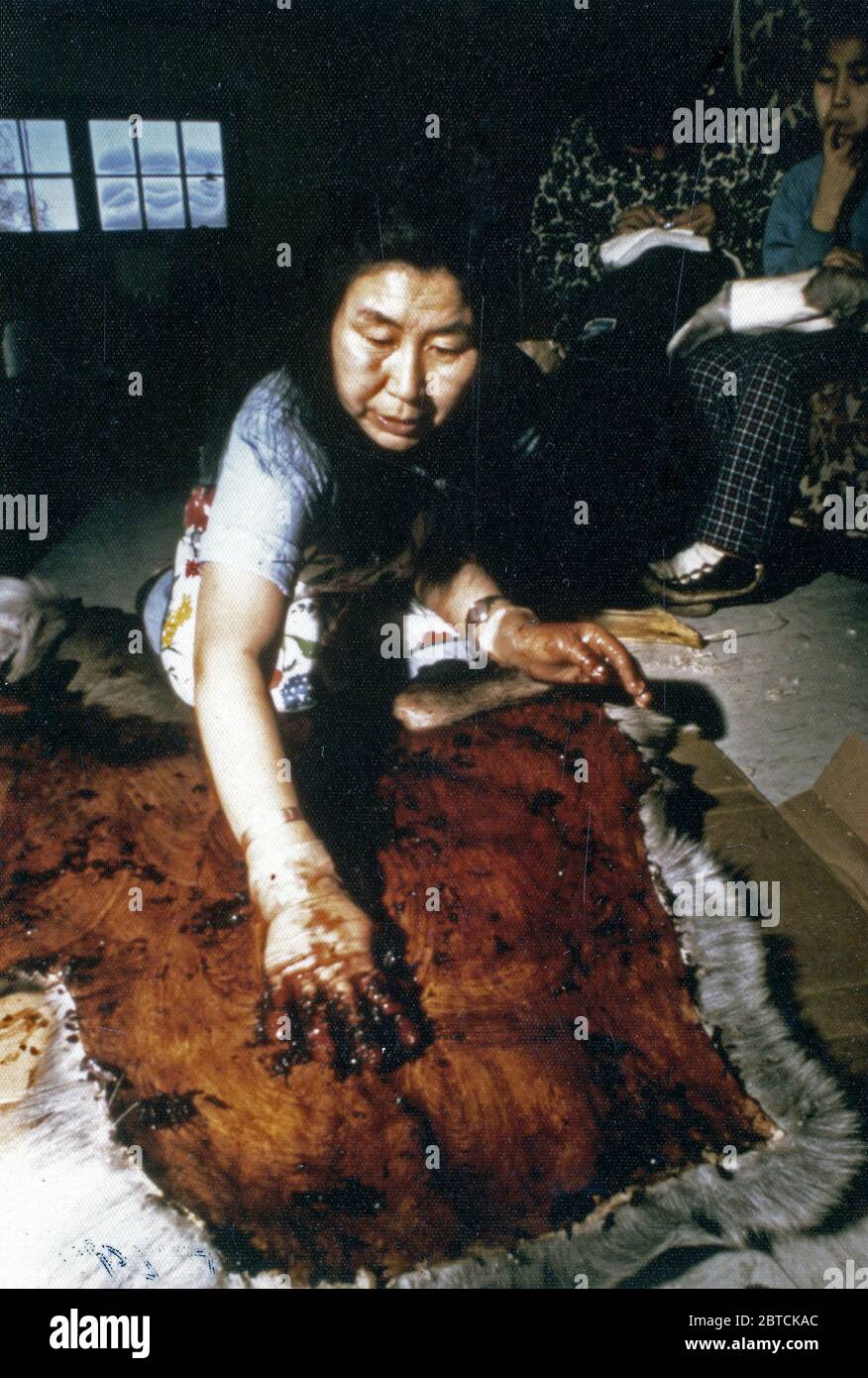 March 1974 - Eskimo woman treating caribou hide with alder bark dye, used in making winter mukluks, Ambler Alaska Stock Photo