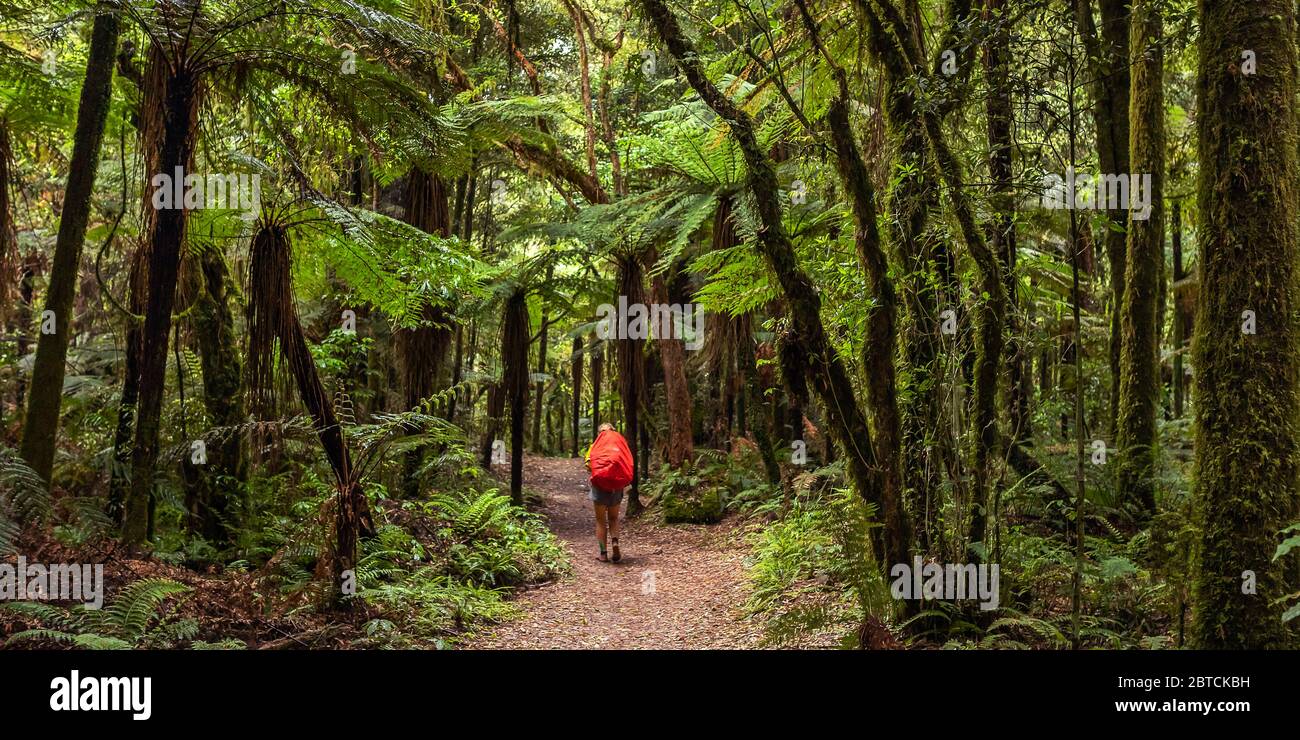 A hiker on the timber trail, New Zealand, December 2019 Stock Photo