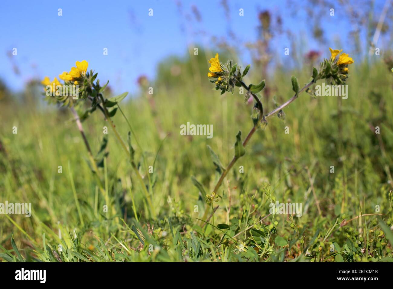 Alkanna primuliflora - Wild plant shot in the spring. Stock Photo