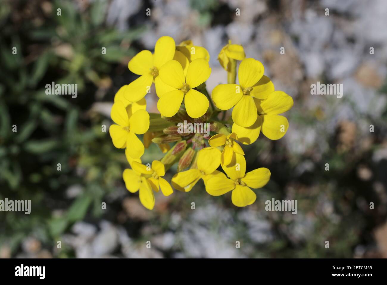 Alyssoides utriculata - Wild plant shot in the spring. Stock Photo