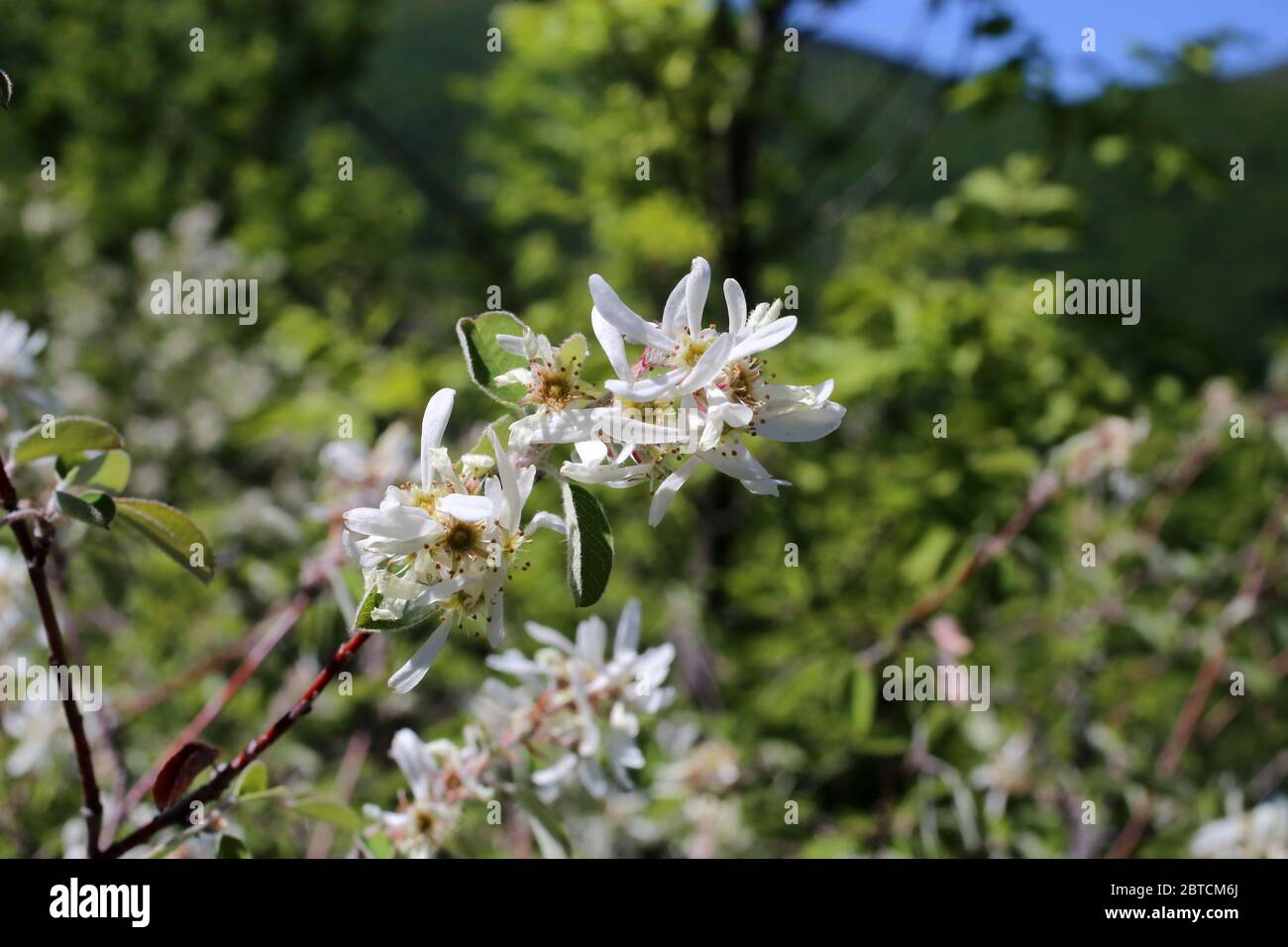Amelanchier Ovalis June Berry Wild Plant Shot In The Spring Stock Photo Alamy