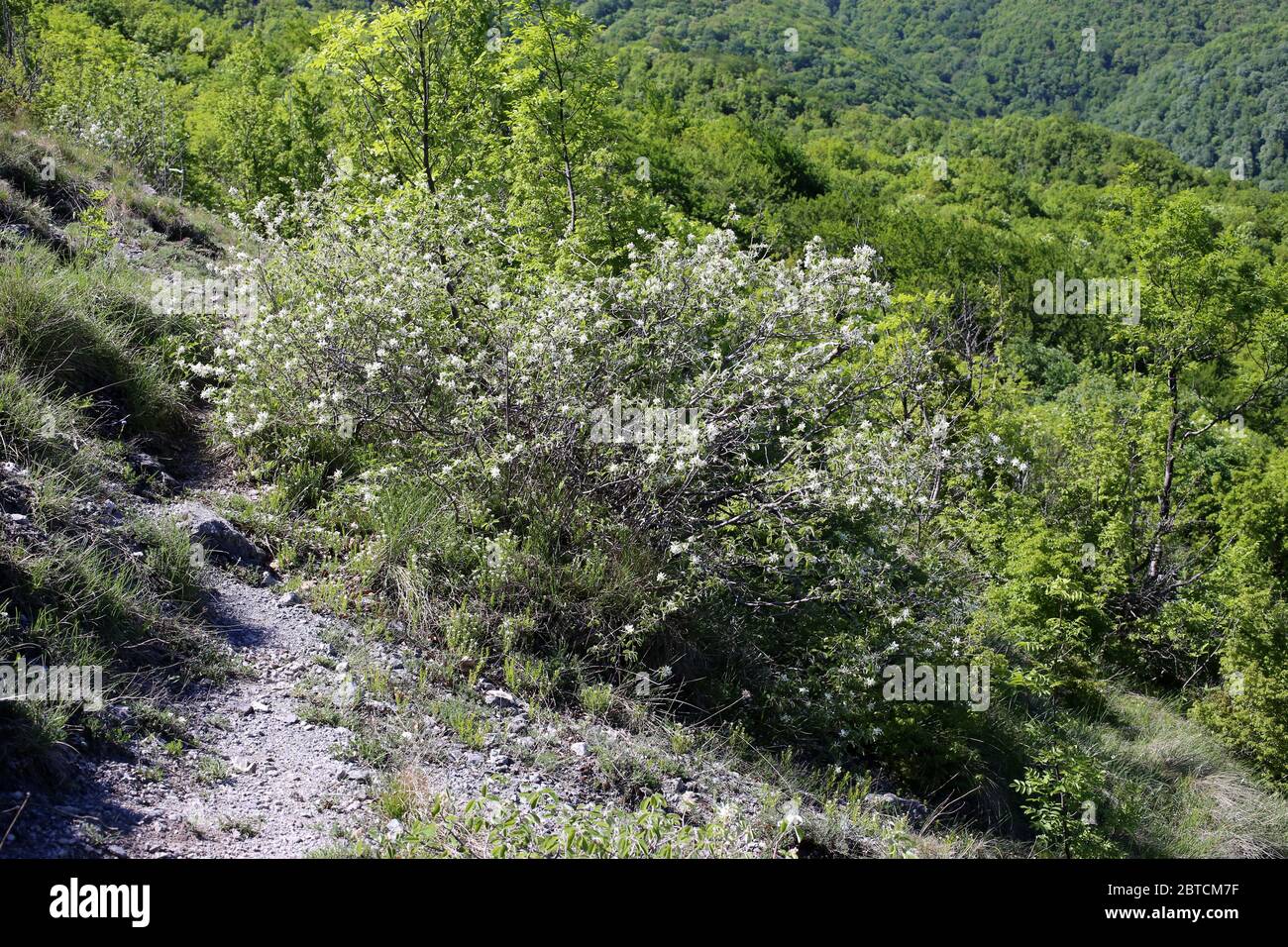 June Berry High Resolution Stock Photography And Images Alamy