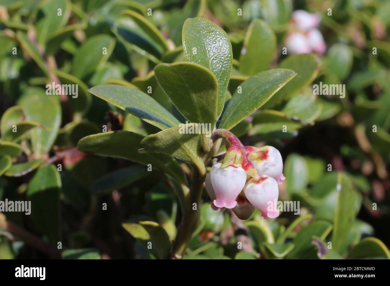 Arctostaphylos uva-ursi, Bearberry. Wild plant shot in the spring. Stock Photo
