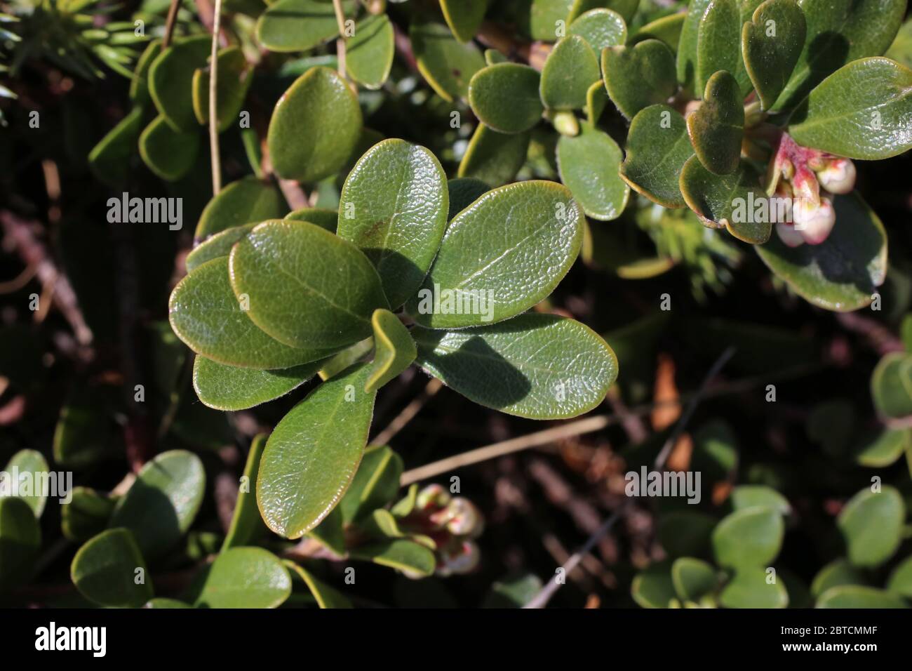Arctostaphylos uva-ursi, Bearberry. Wild plant shot in the spring. Stock Photo