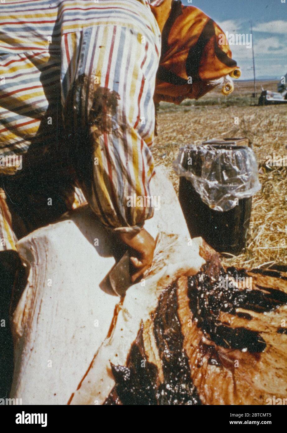 Eskimo woman cutting blubber at spring seal hunting camps 1973 Stock Photo