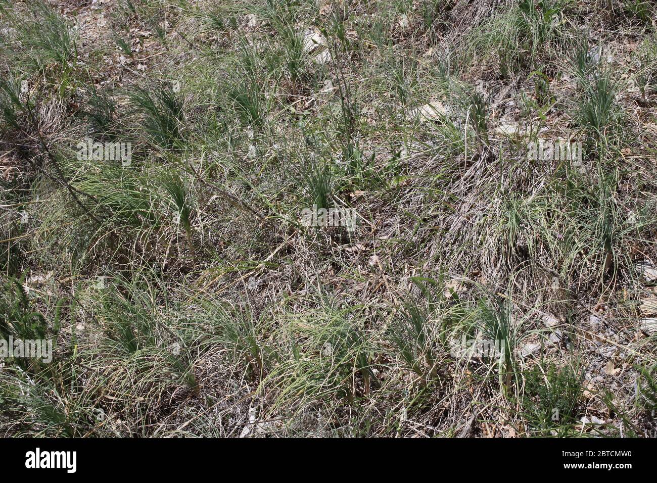 Asphodeline liburnica - Wild plant shot in the spring. Stock Photo