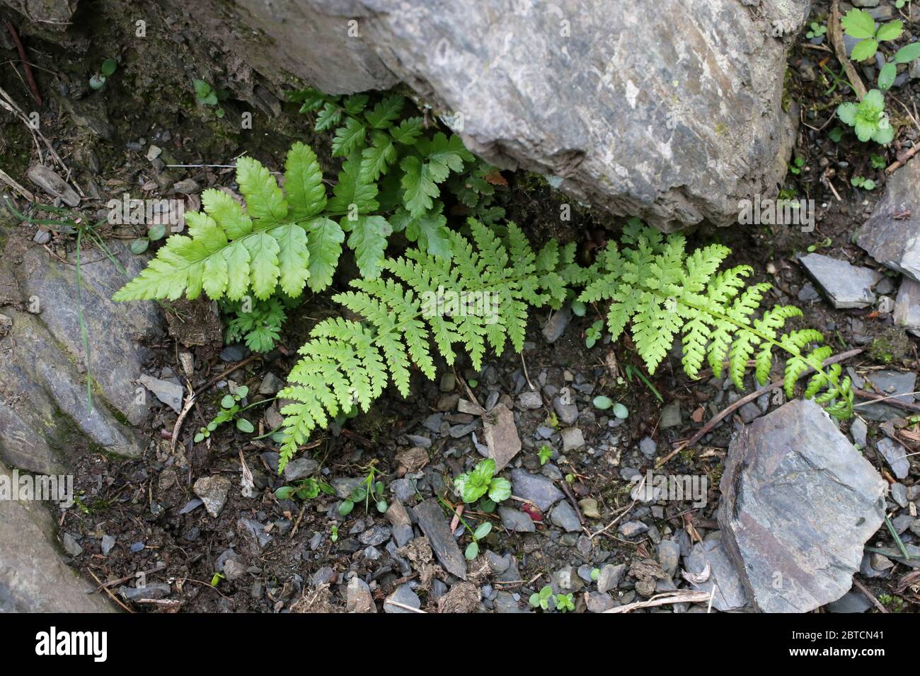 Athyrium filix-femina, Lady-Fern. Wild plant shot in the spring. Stock Photo