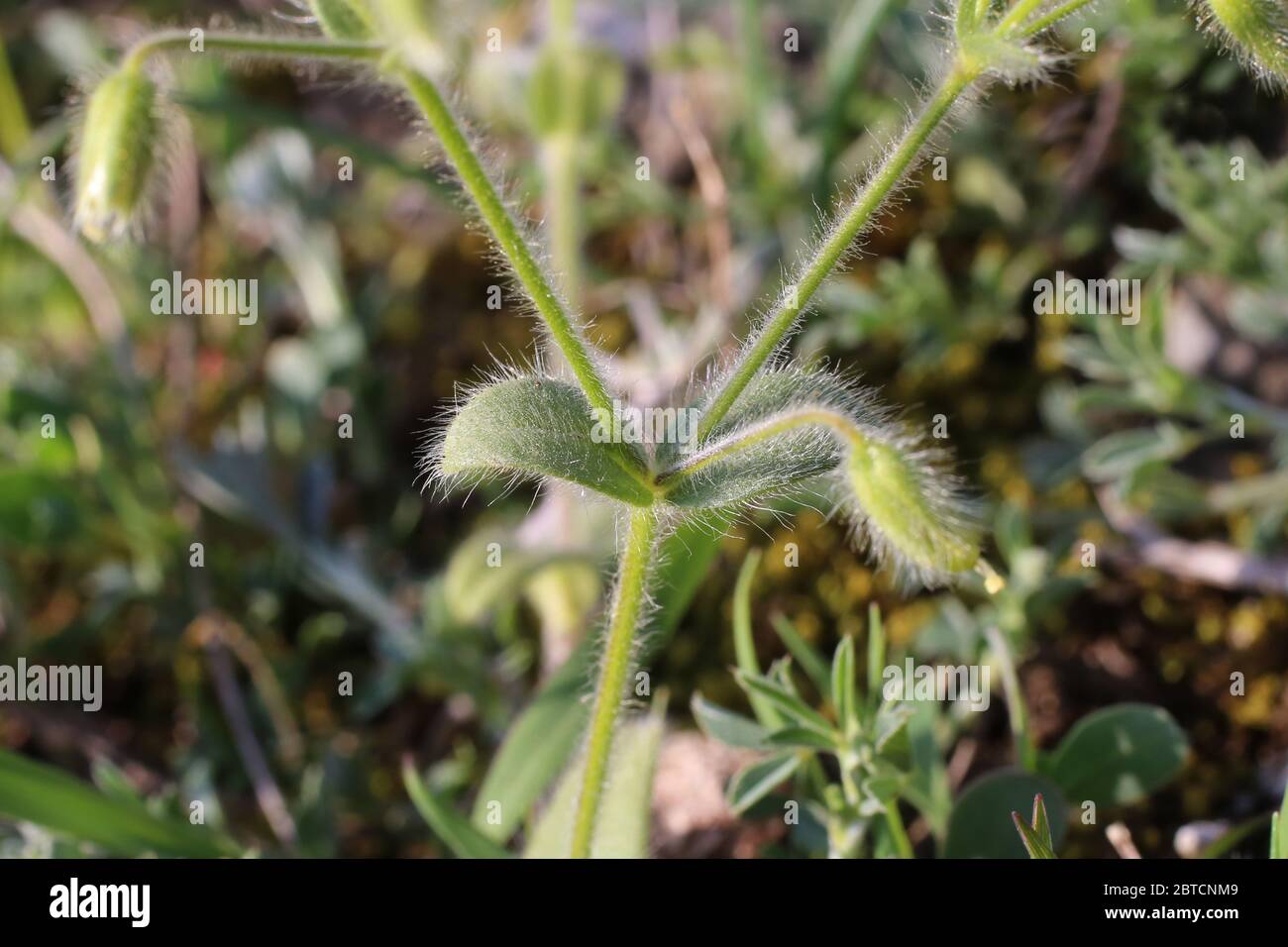 Cerastium brachypetalum subsp. roeseri, Grey Mouse-Ear. Wild plant shot in the spring. Stock Photo