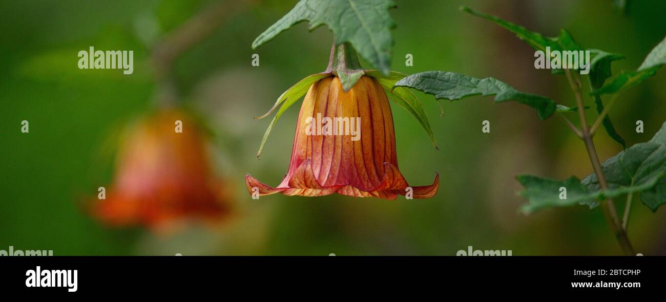 Bicacaro flower, beautiful endemic wild plant of Canary Islands, Canarina canariensis Stock Photo