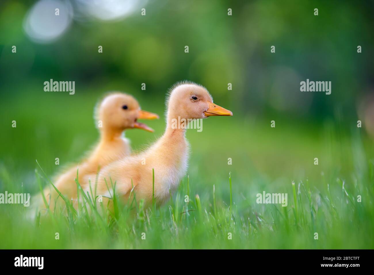 Funny  Little yellow duckling on spring green grass. Farm concept Stock Photo