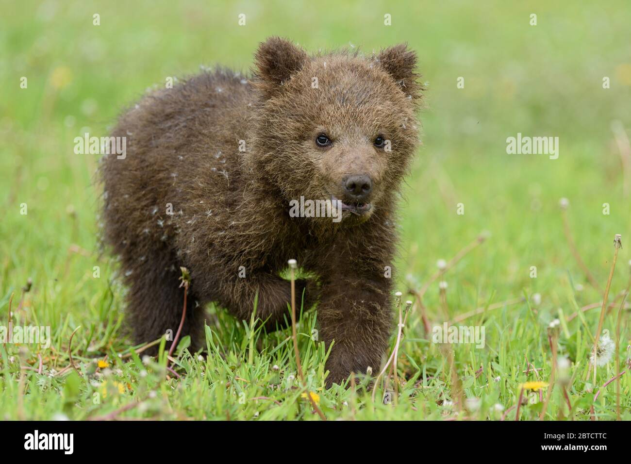 Bear cub in spring grass. Dangerous small animal in nature meadow habitat. Wildlife scene Stock Photo