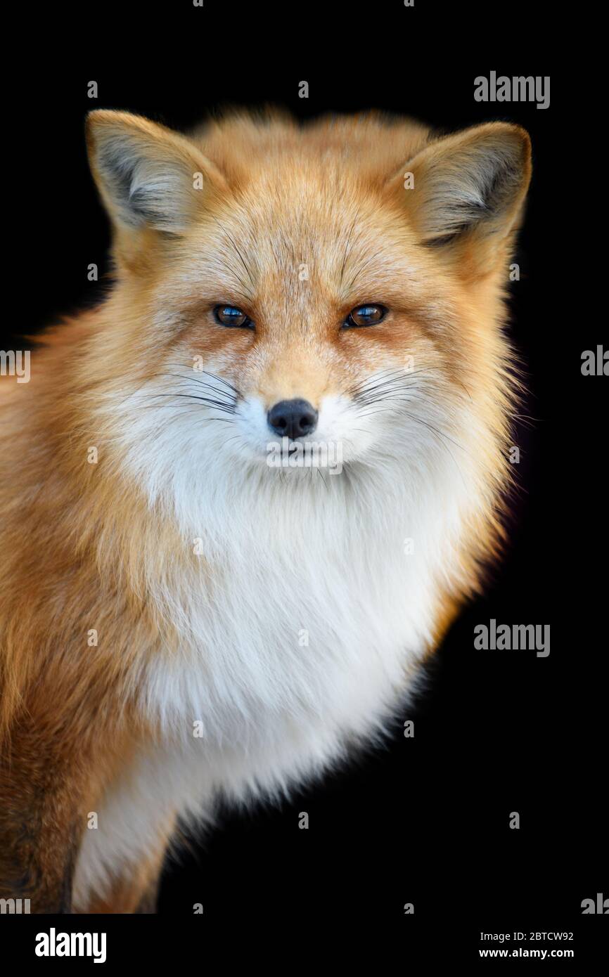 Portrait Red Fox, Vulpes vulpes, beautiful animal on black background