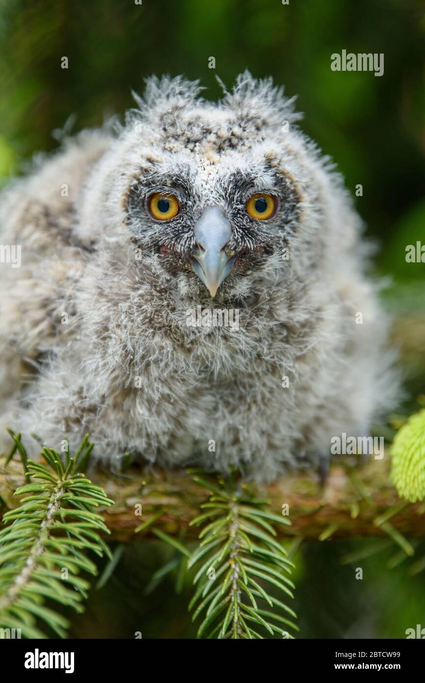 Cute Baby Owl High Resolution Stock Photography And Images Alamy Cute Baby Owl High Resolution Stock Photography And Images Alamy