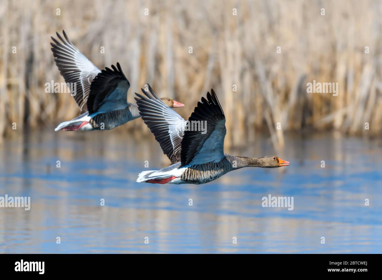 Two wing fly hi-res stock photography and images - Alamy
