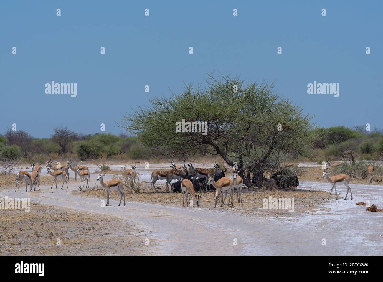 Herd of impala in the shade of a tree in Nxai Pan National Park, Botswana 3 Stock Photo