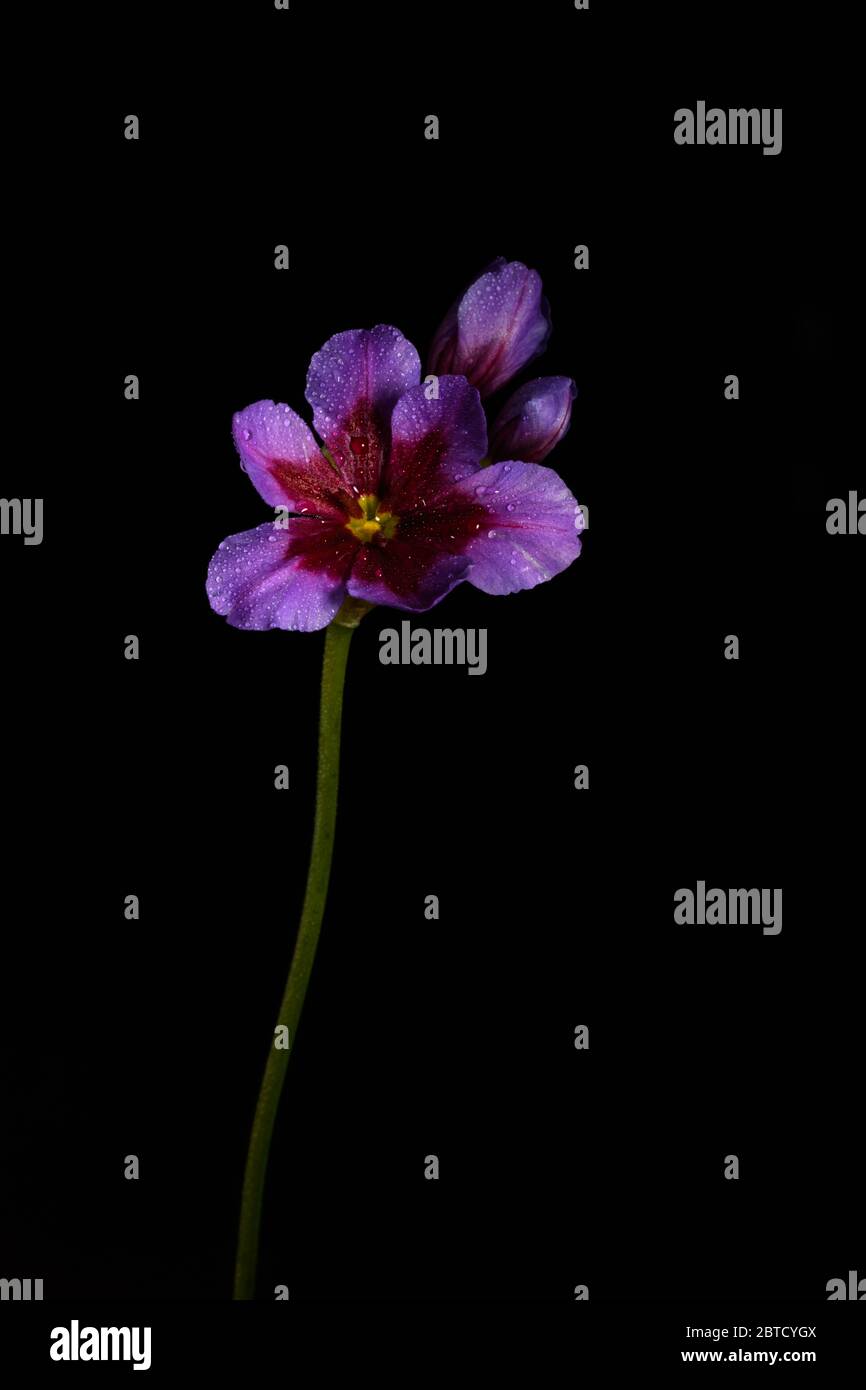 Purple Crocus flower isolated on a black background Stock Photo