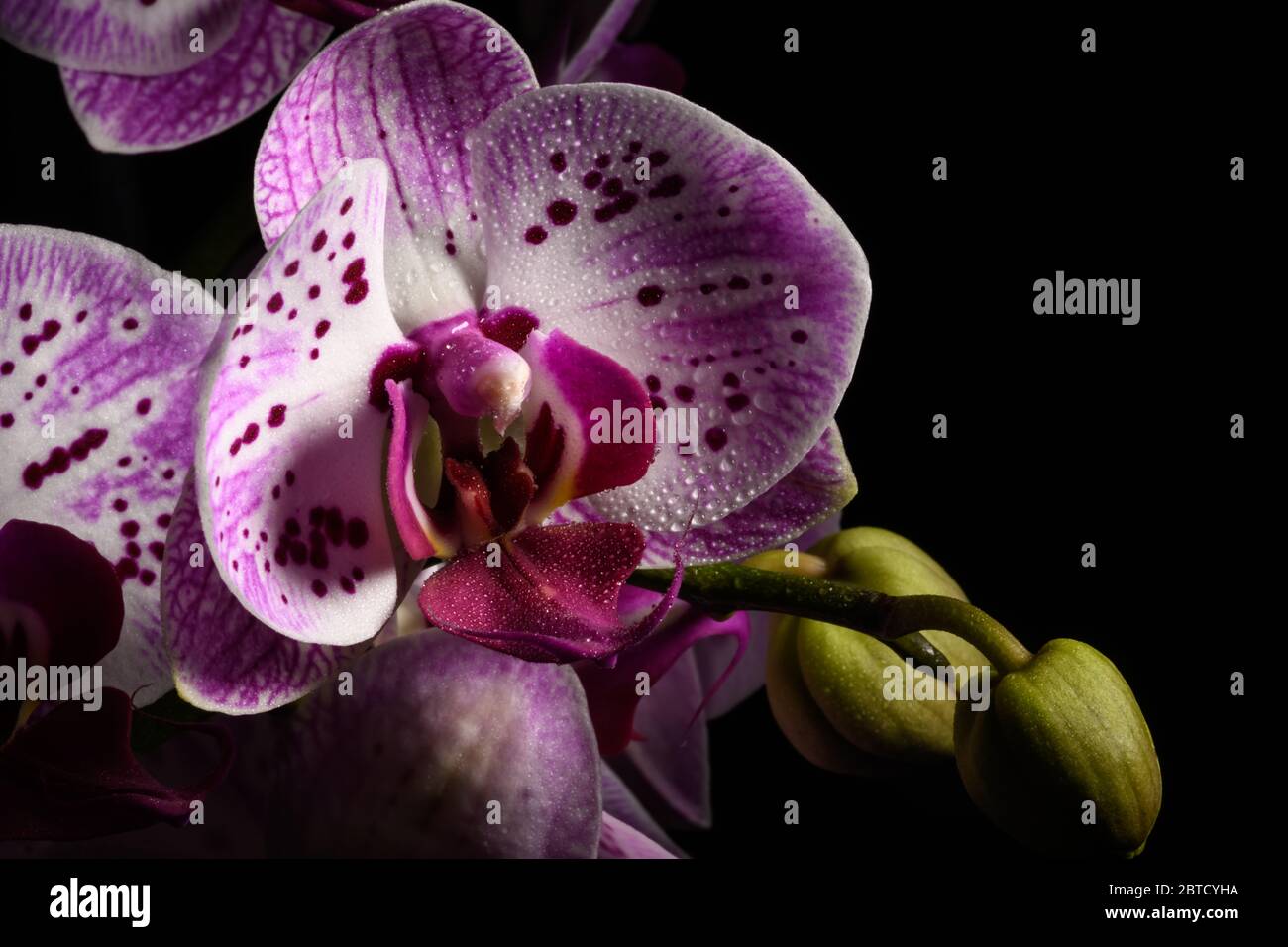 Orchid flowers isolated on a black background Stock Photo