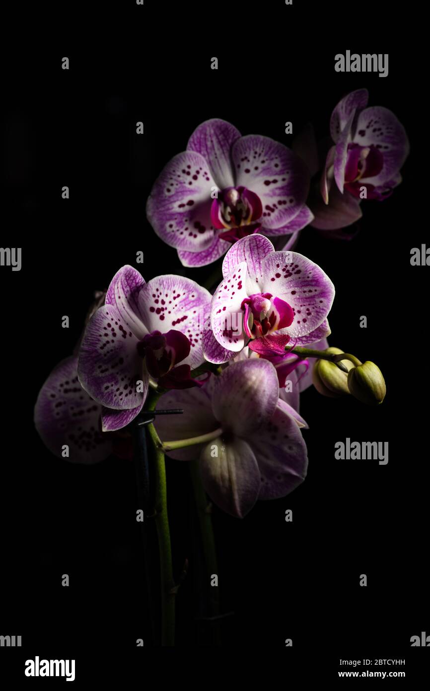 Orchid flowers isolated on a black background Stock Photo