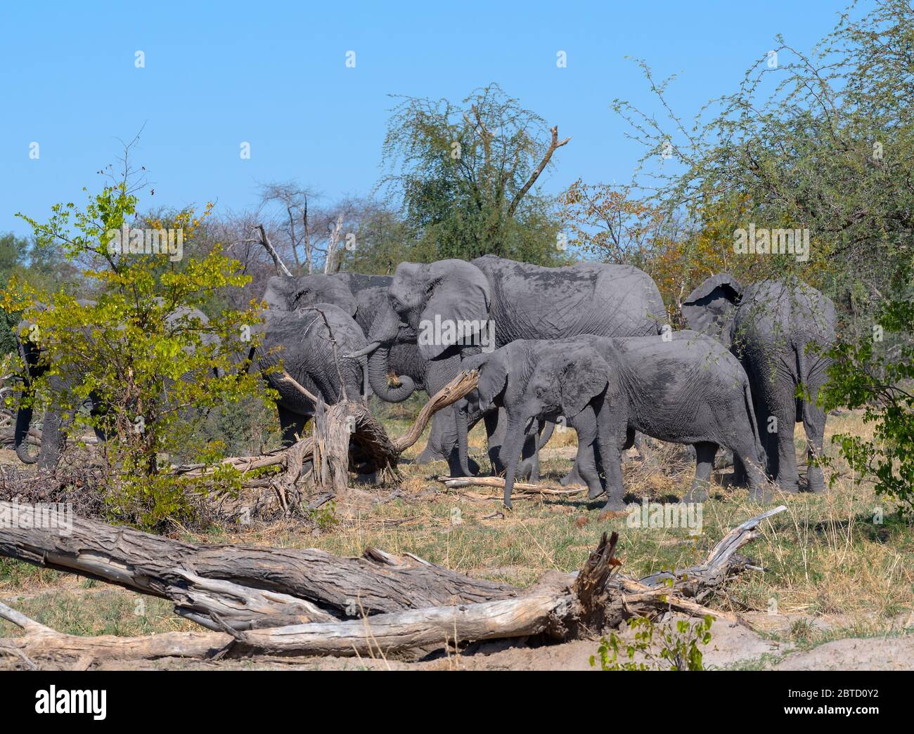 Elephant group in the dry season in the okavango delta, Botswana Stock Photo