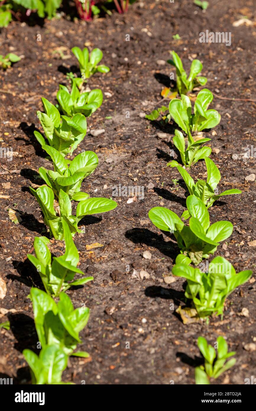 Little Gem lettuce plants growing in a vegetable garden plot in a