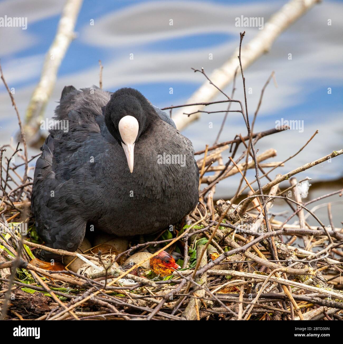 Water bird Coot Fulica atra on its nest with eggs and chicks on Winterley Pool Cheshire England Stock Photo