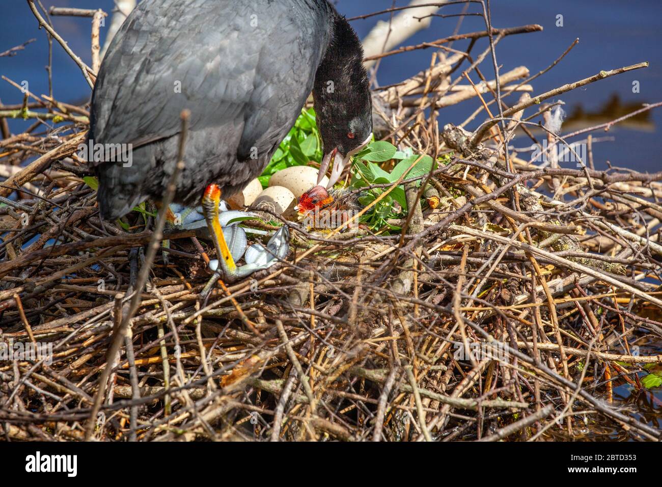 Water bird Coot Fulica atra on its nest with eggs and chicks on Winterley Pool Cheshire England Stock Photo