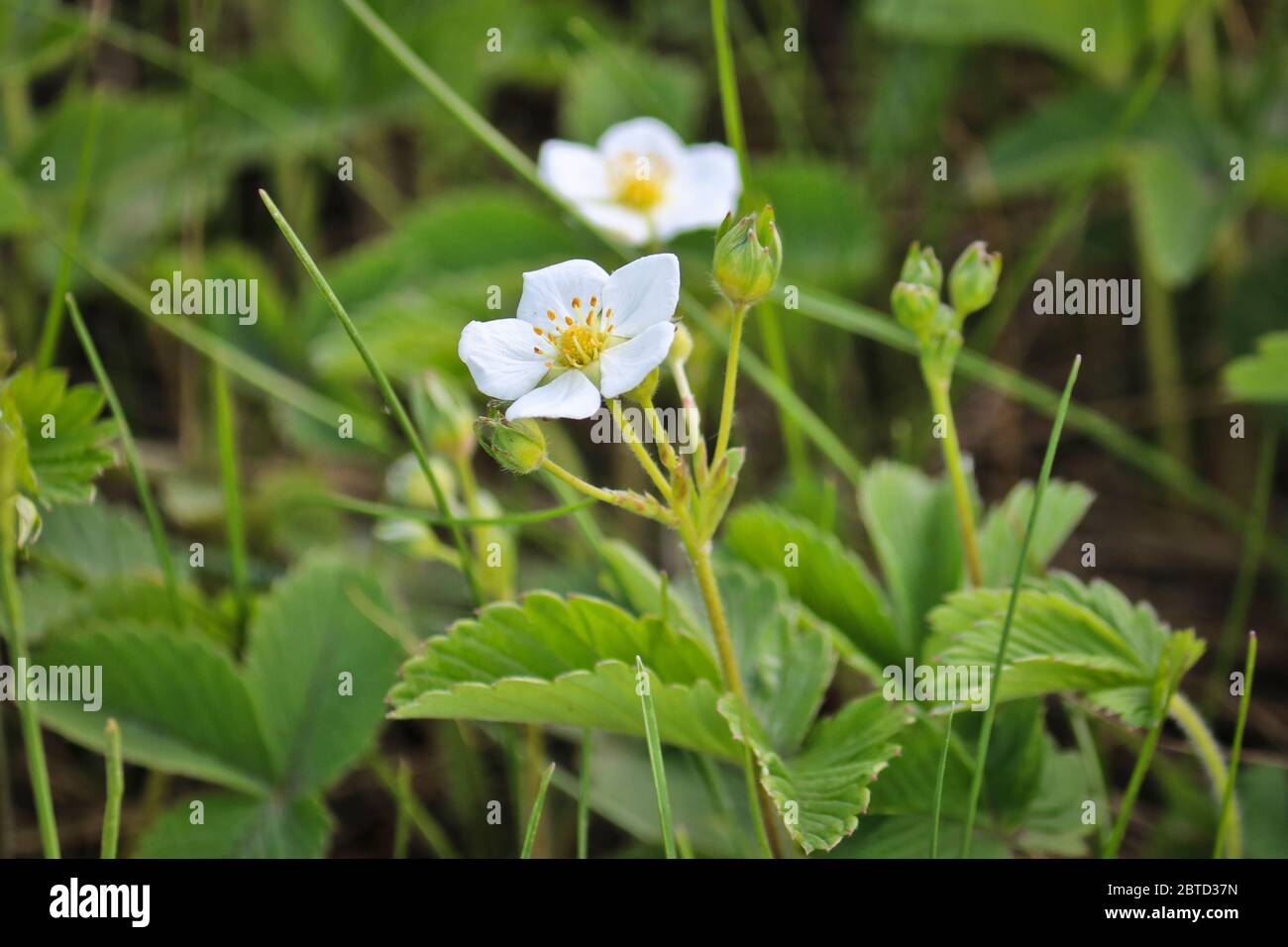 Selective Focus. White flowers of wild Creamy strawberry (Fragaria viridis). Close-up. Stock Photo